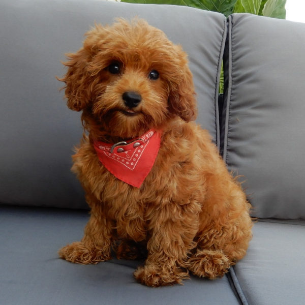 F1b Cavapoo Puppy for Sale