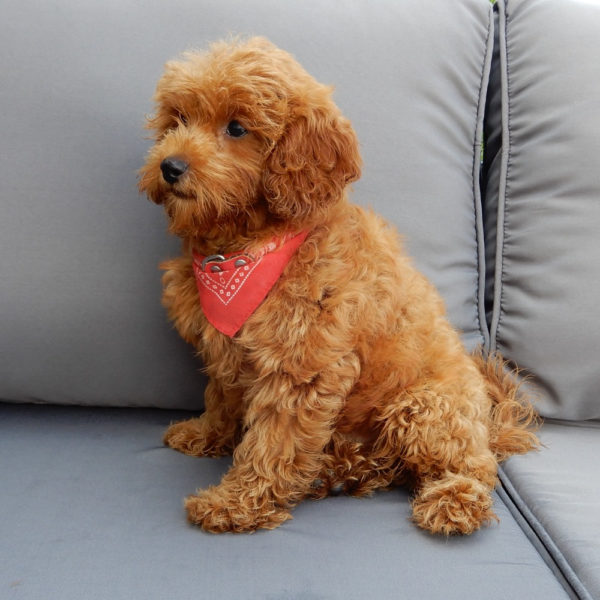 F1b Cavapoo Puppy for Sale