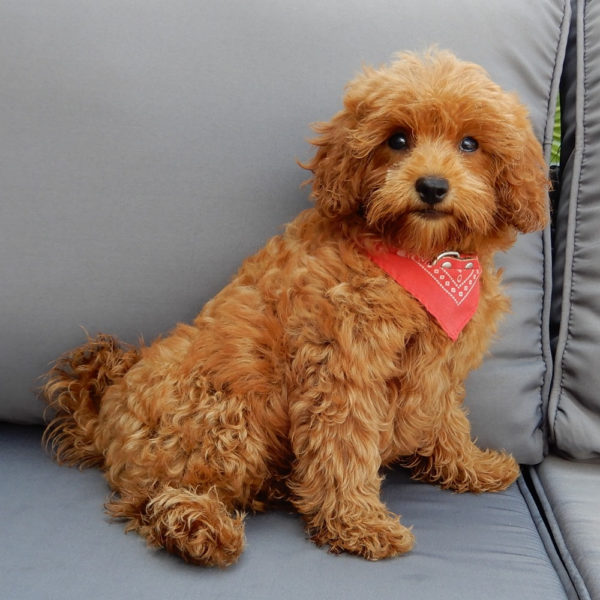 F1b Cavapoo Puppy for Sale