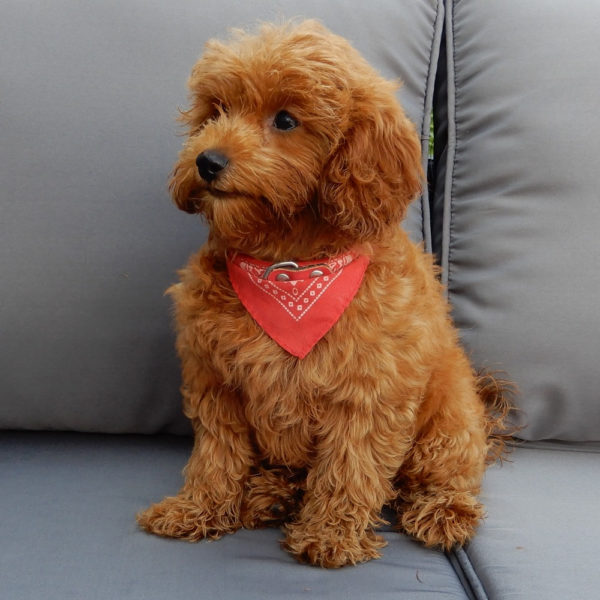 F1b Cavapoo Puppy for Sale