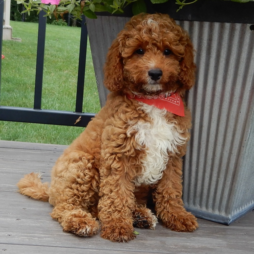 F1b Cavapoo Puppy for Sale in NYC