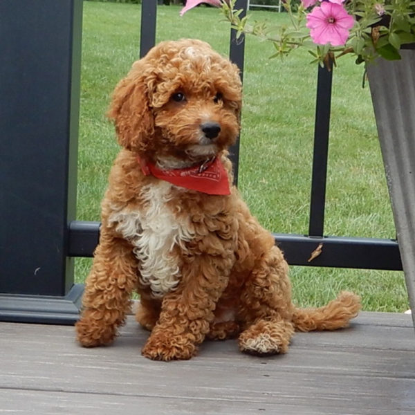 F1b Cavapoo Puppy for Sale