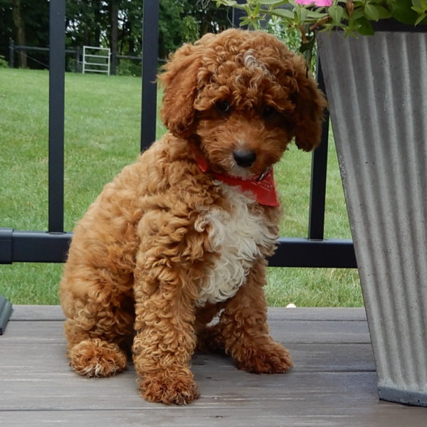 F1b Cavapoo Puppy for Sale