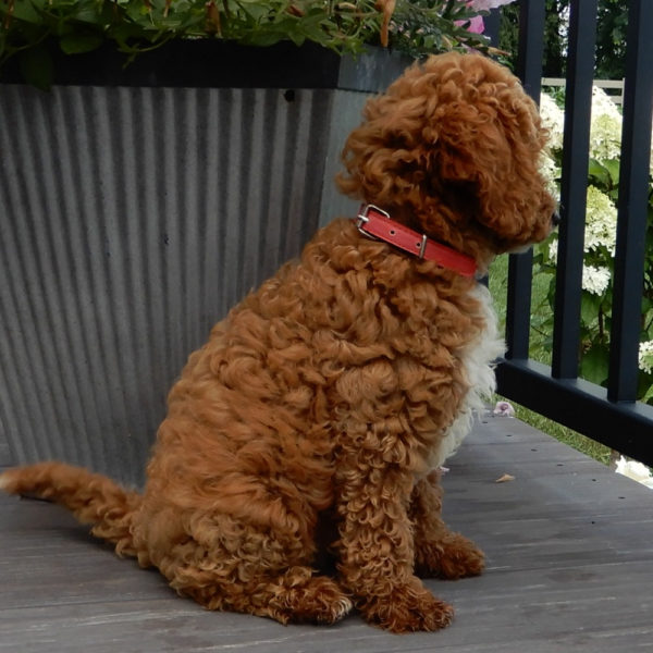 F1b Cavapoo Puppy for Sale