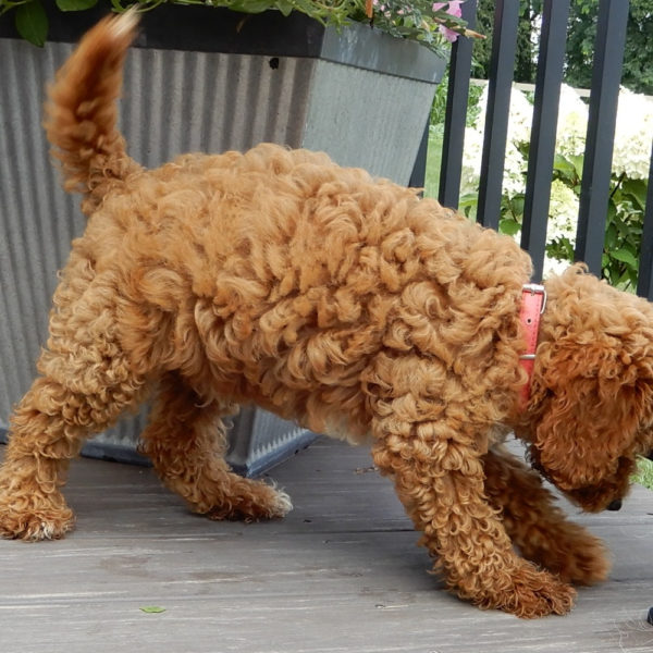 F1b Cavapoo Puppy for Sale