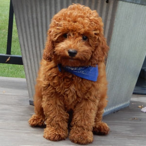 F1b Cavapoo Puppy for Sale