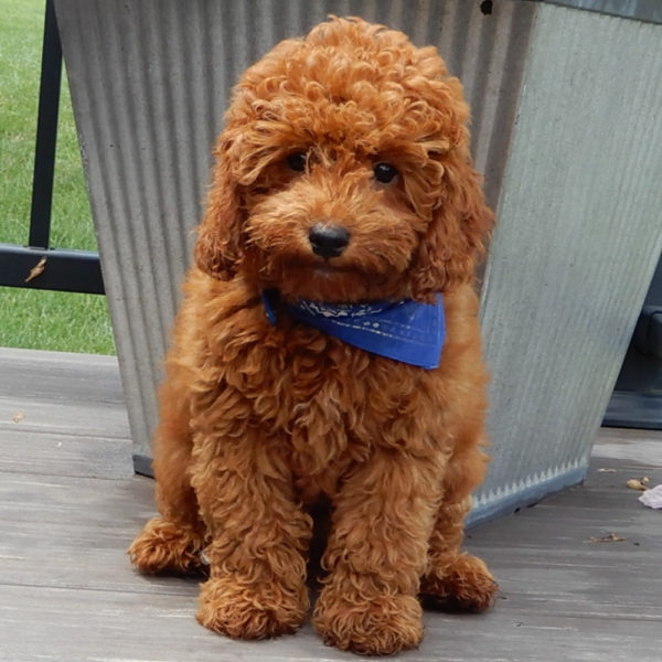 F1b Cavapoo Puppy for Sale