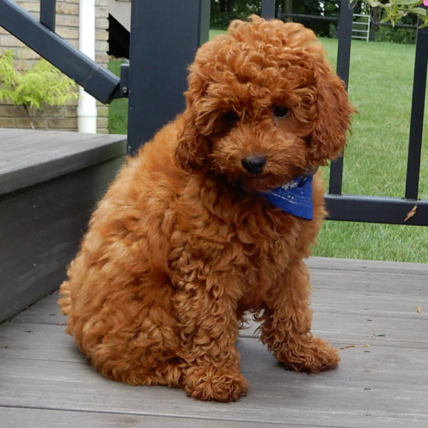 F1b Cavapoo Puppy for Sale