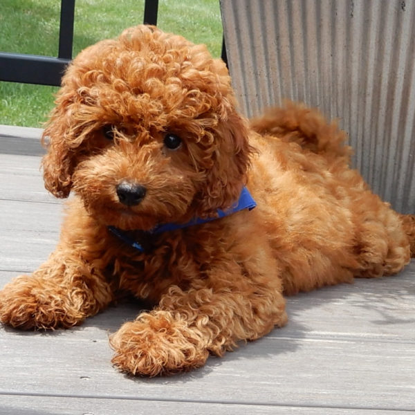 F1b Cavapoo Puppy for Sale
