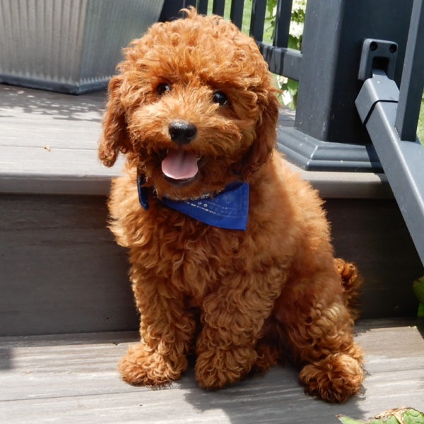 F1b Cavapoo Puppy for Sale
