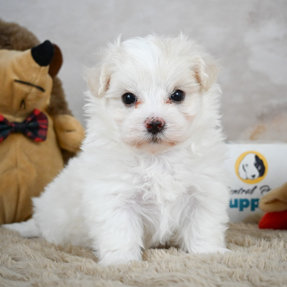 Maltese Puppy for Sale in NYC