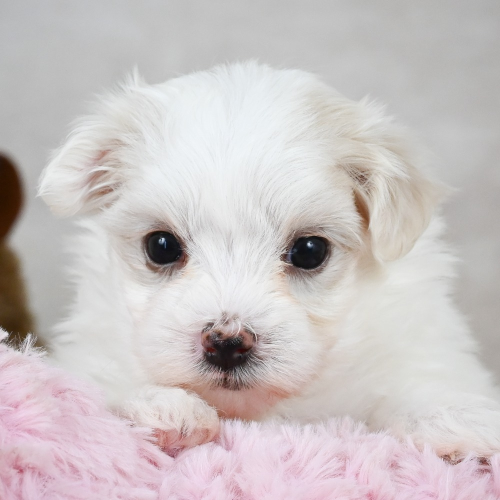 Maltese Puppy for Sale in NYC