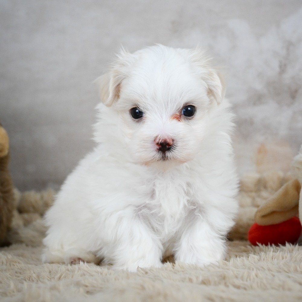 Maltese Puppy for Sale in NYC