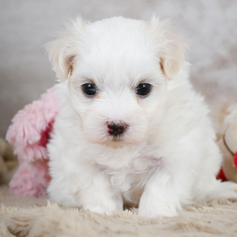 Maltese Puppy for Sale in NYC