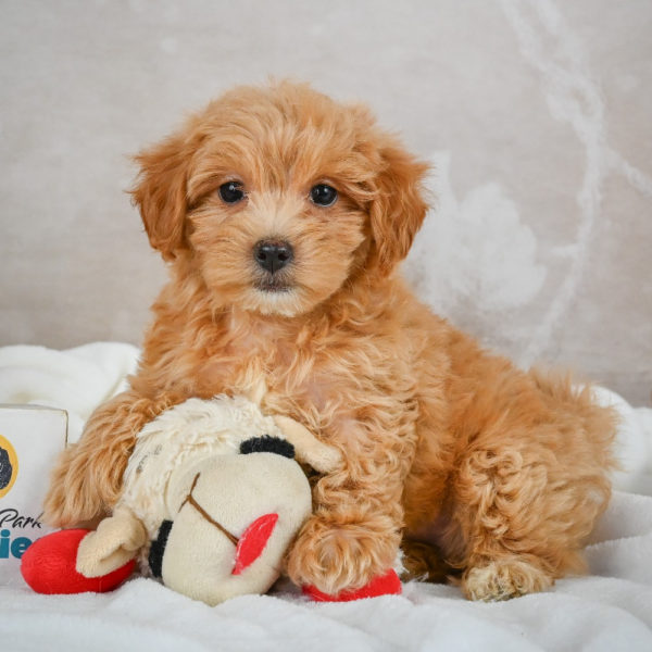 F1 Maltipoo Puppy for Sale