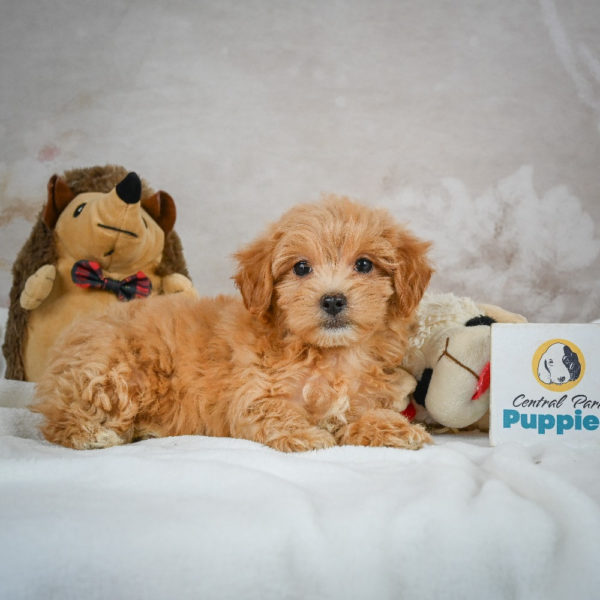 F1 Maltipoo Puppy for Sale