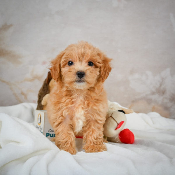 F1 Maltipoo Puppy for Sale