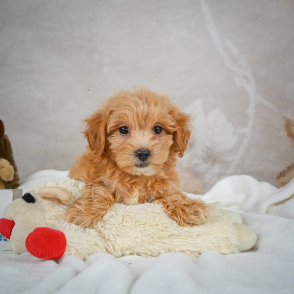 F1 Maltipoo Puppy for Sale