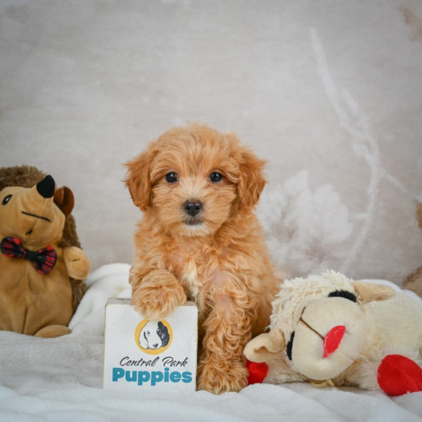 F1 Maltipoo Puppy for Sale