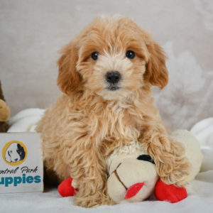 F1 Maltipoo Puppy for Sale