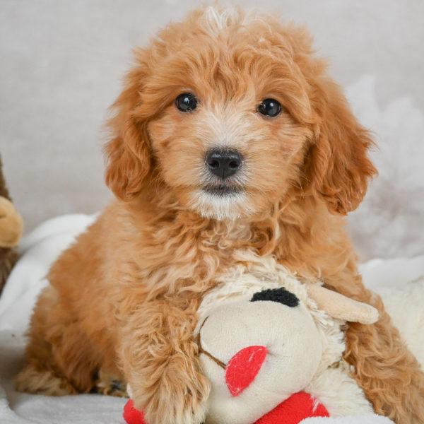 F1 Maltipoo Puppy for Sale