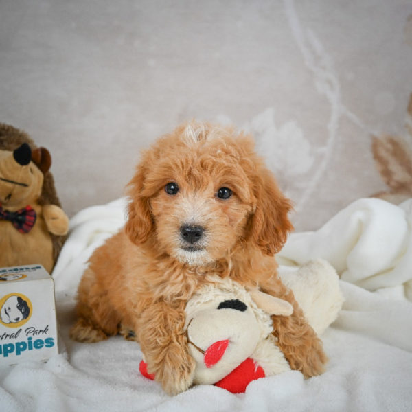 F1 Maltipoo Puppy for Sale