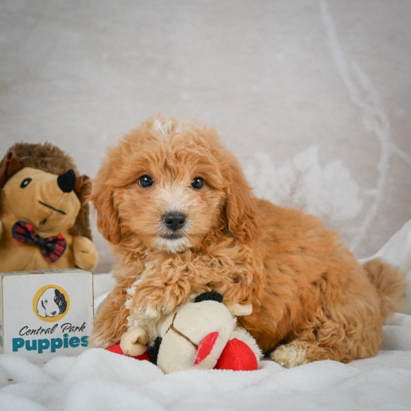 F1 Maltipoo Puppy for Sale