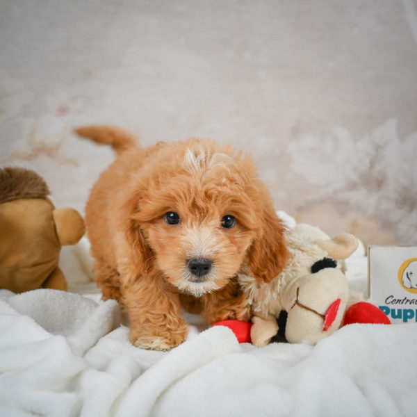 F1 Maltipoo Puppy for Sale