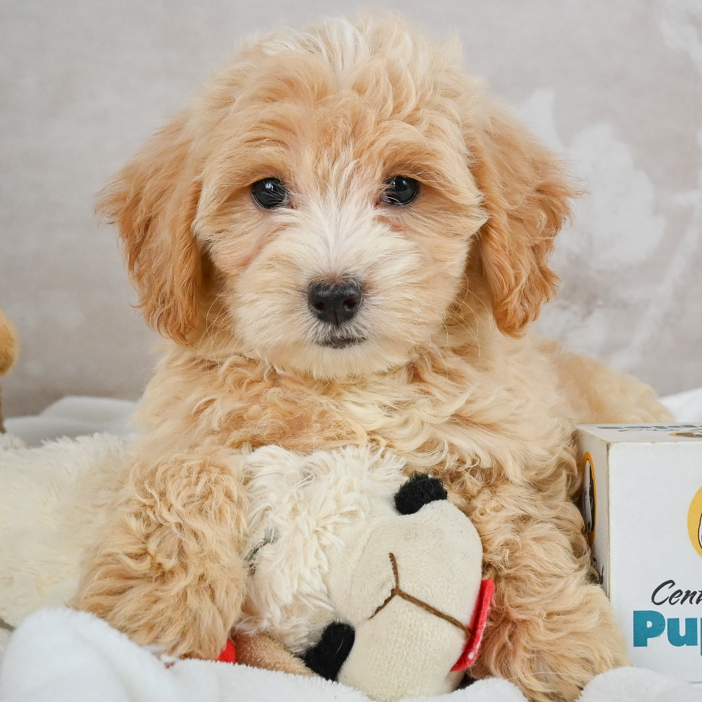 F1 Maltipoo Puppy for Sale in NYC