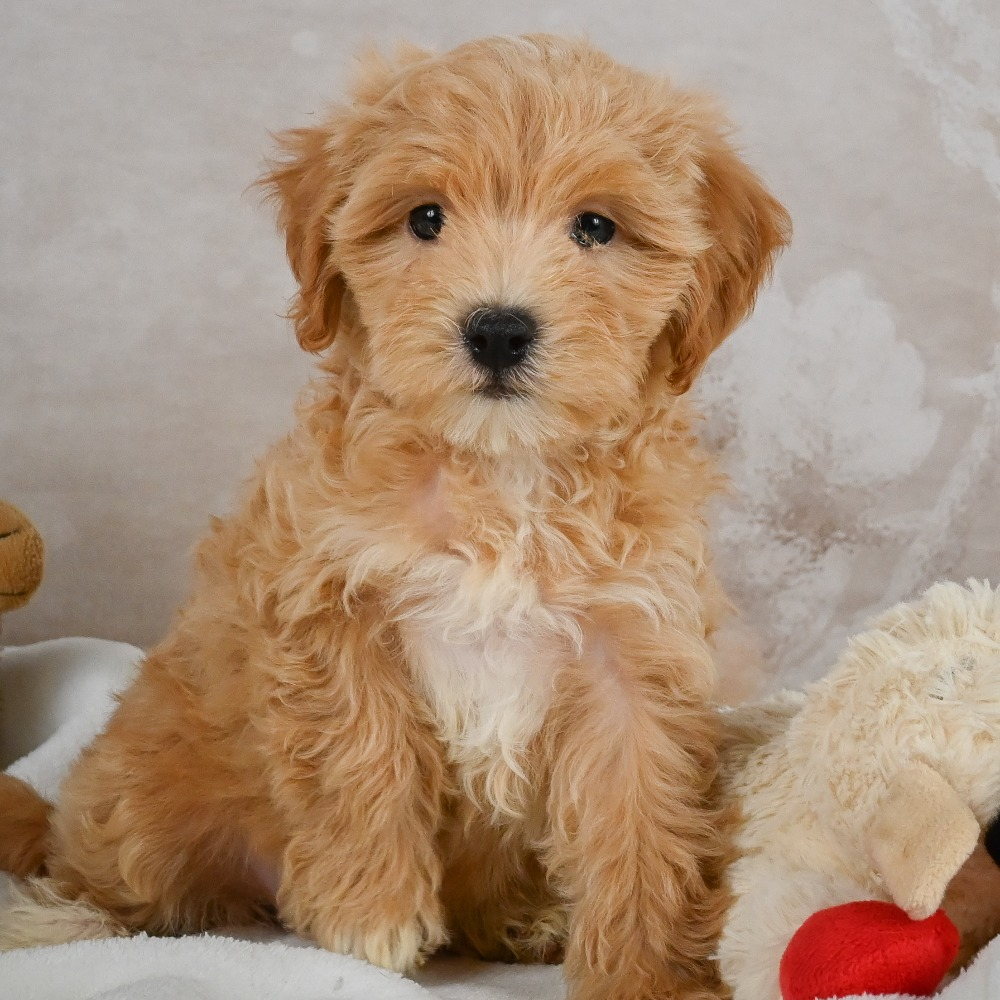 F1 Maltipoo Puppy for Sale in NYC