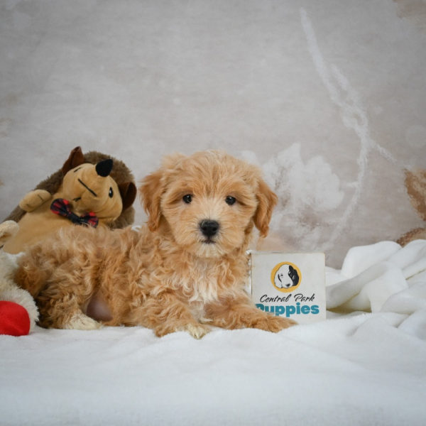 F1 Maltipoo Puppy for Sale