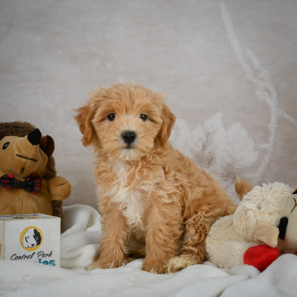 F1 Maltipoo Puppy for Sale