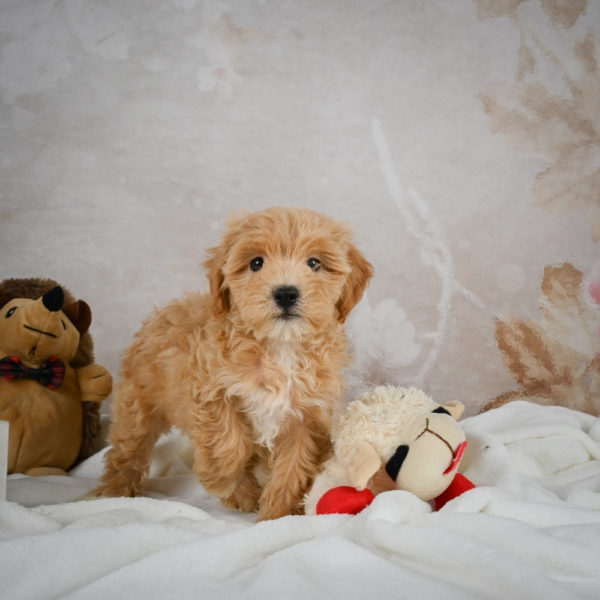 F1 Maltipoo Puppy for Sale