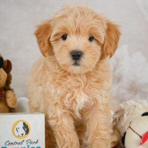 F1 Maltipoo Puppy for Sale