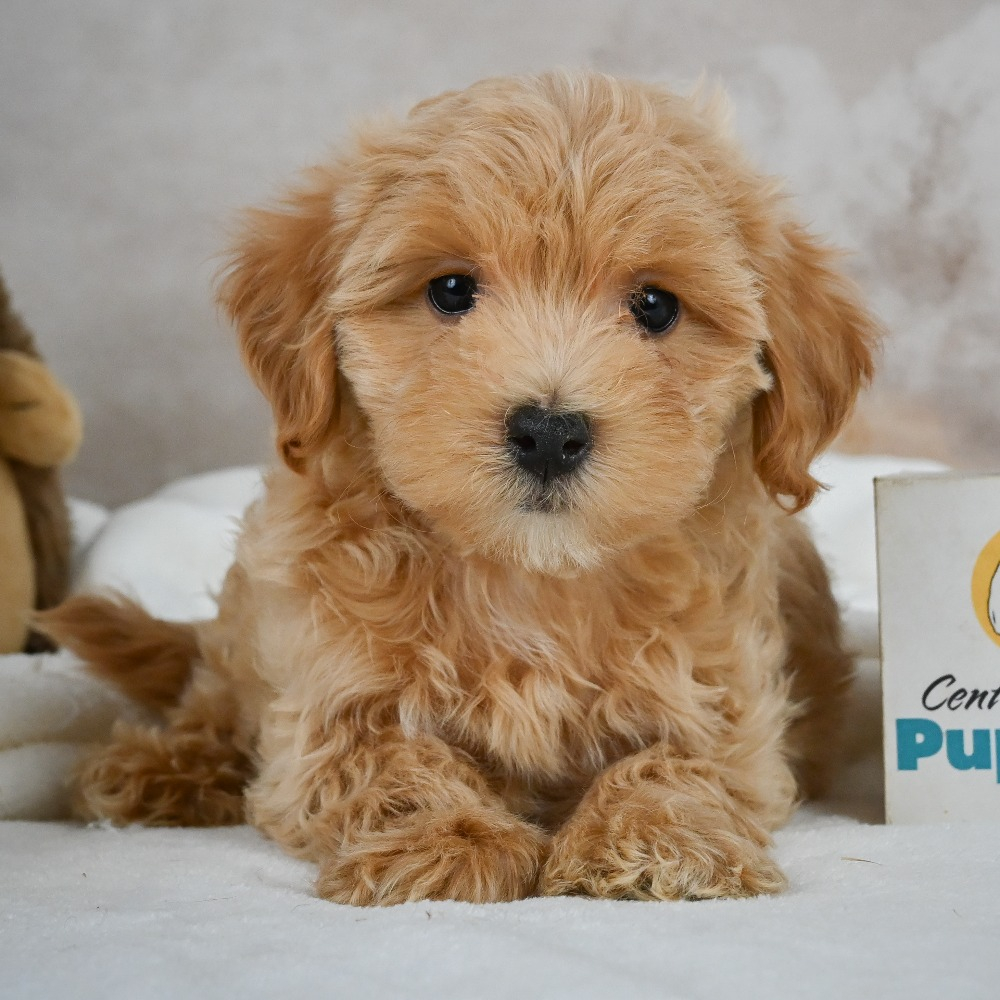 Apricot Multi Colored Maltipoo Male F1 Maltipoo Puppy For Sale ID