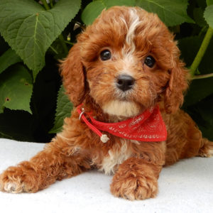 F1b Cavapoo Puppy for Sale