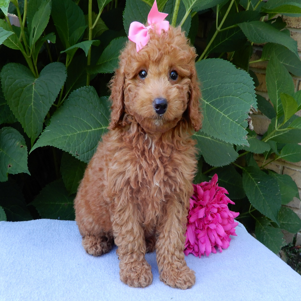 F1b Mini Goldendoodle Puppy for Sale in NYC