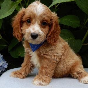 F1b Cavapoo Puppy for Sale