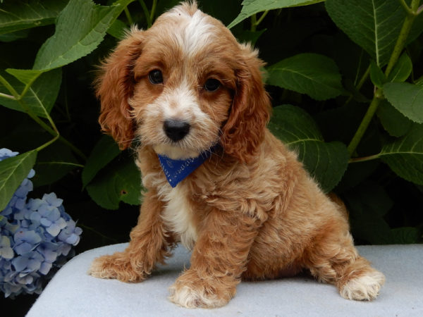 F1b Cavapoo Puppy for Sale