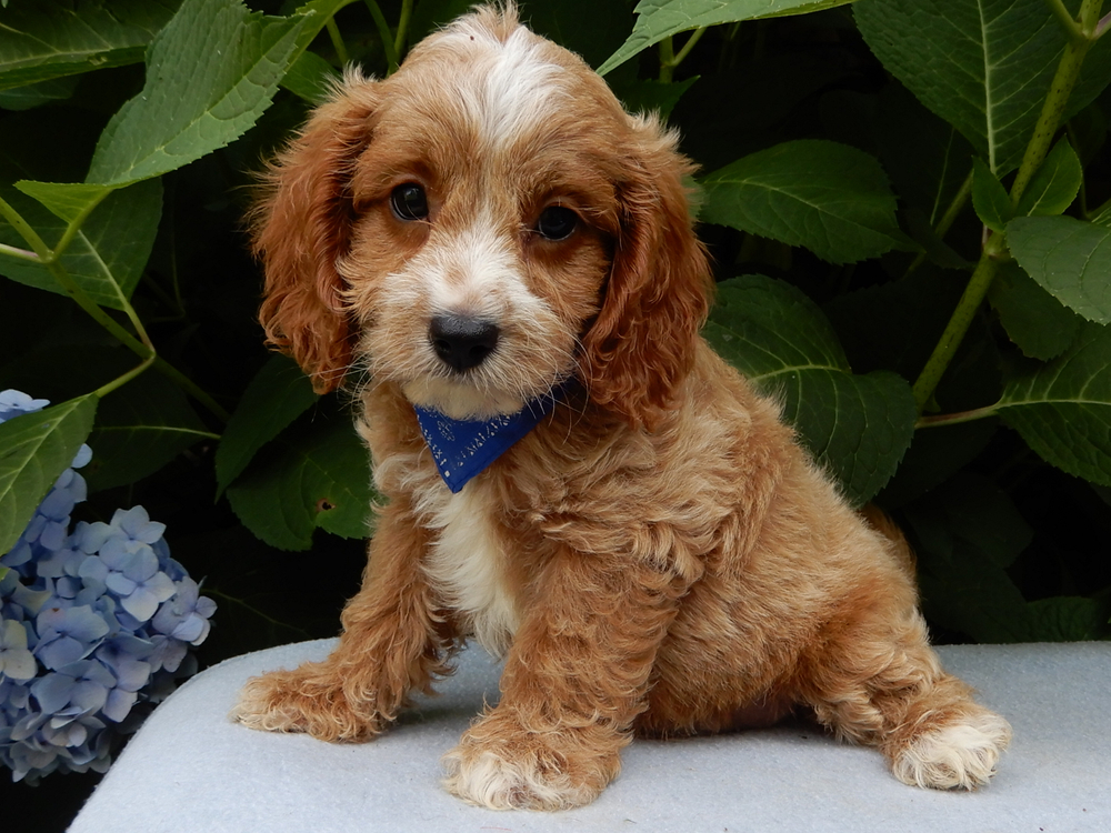 F1b Cavapoo Puppy for Sale in NYC