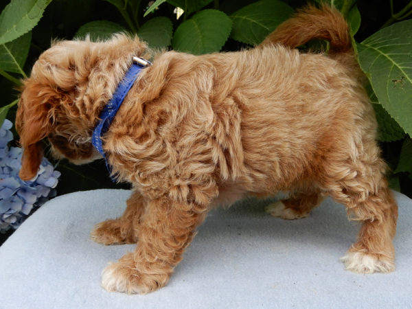 F1b Cavapoo Puppy for Sale