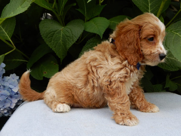 F1b Cavapoo Puppy for Sale