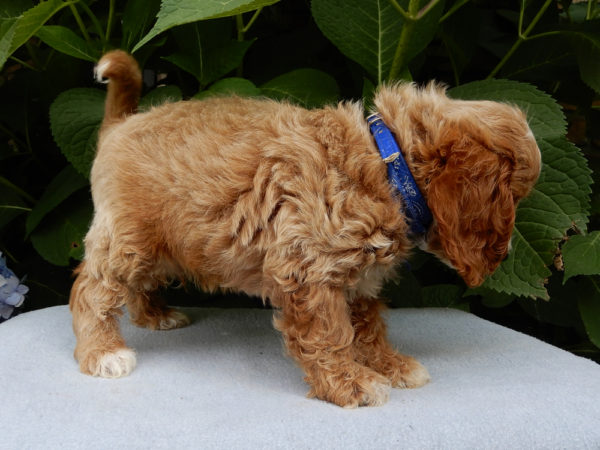 F1b Cavapoo Puppy for Sale
