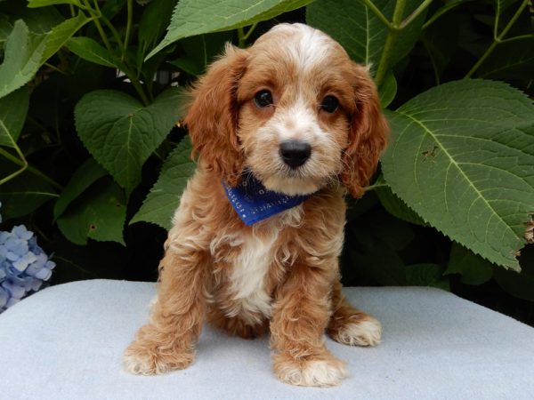 F1b Cavapoo Puppy for Sale