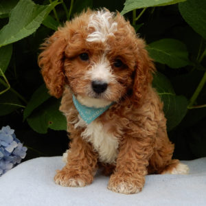 F1b Cavapoo Puppy for Sale