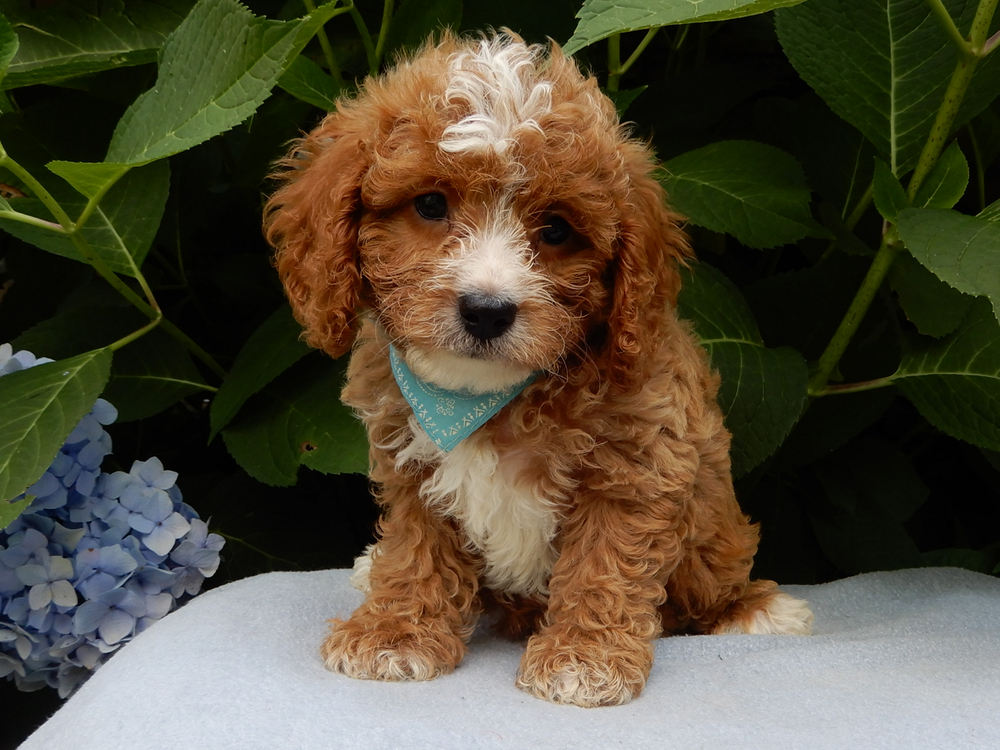 F1b Cavapoo Puppy for Sale in NYC
