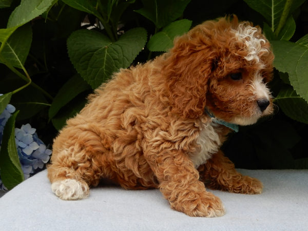 F1b Cavapoo Puppy for Sale