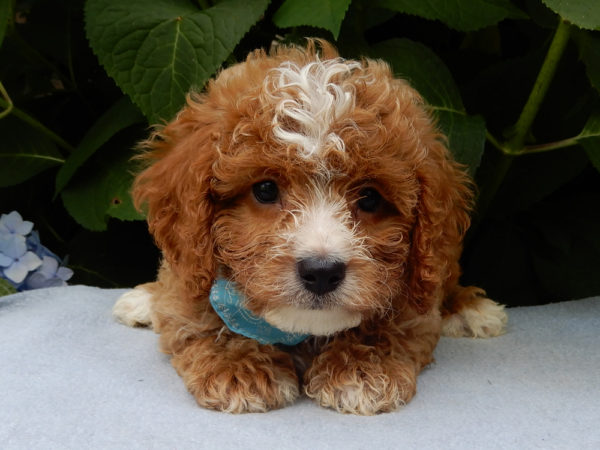 F1b Cavapoo Puppy for Sale