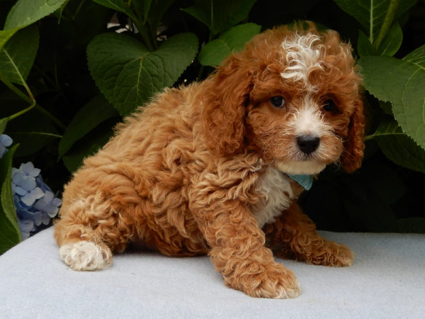F1b Cavapoo Puppy for Sale