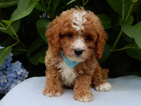 F1b Cavapoo Puppy for Sale